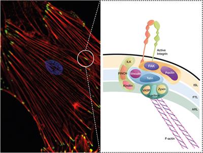 Thy-1 (CD90)-regulated cell adhesion and migration of mesenchymal cells: insights into adhesomes, mechanical forces, and signaling pathways